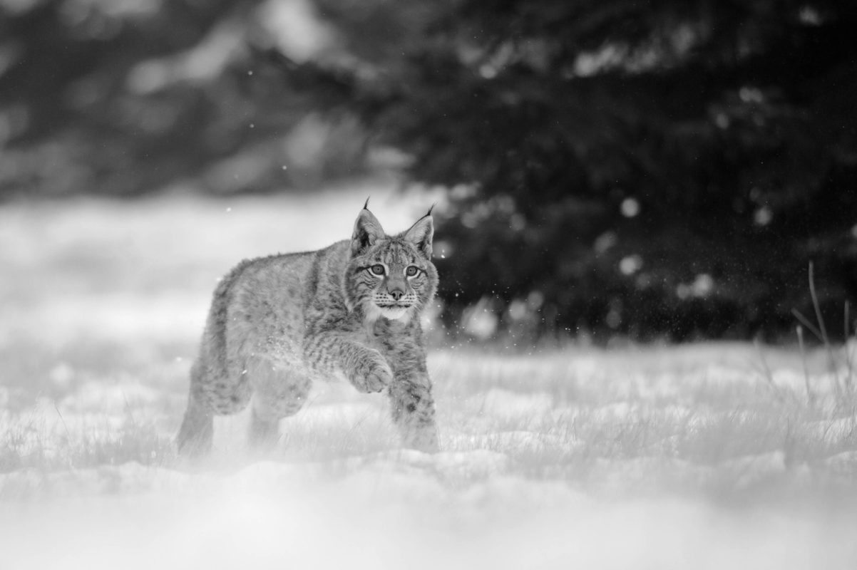 SIPPRO | Solutions IP Protection