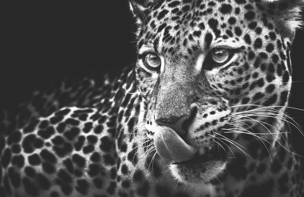 SIPPRO | Solutions IP Protection